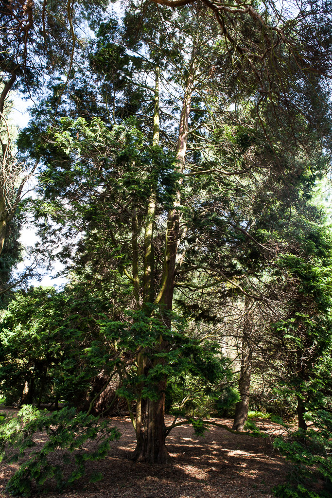 Japanese Cypress, Royal Botanic Garden Edinburgh