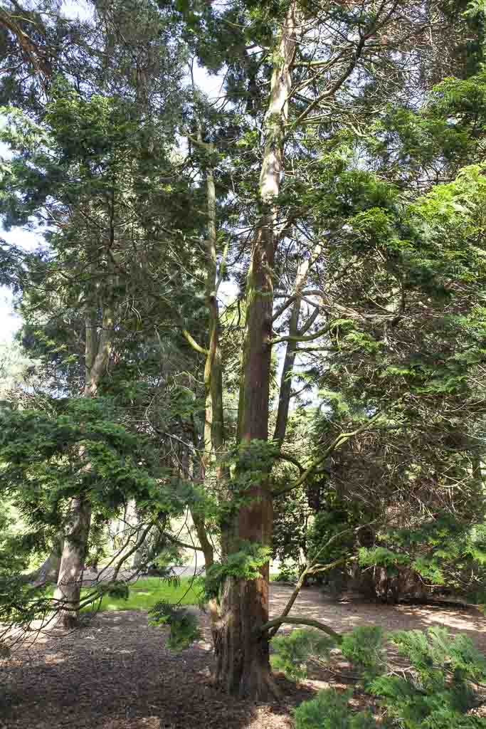The Japanese Cypress in the Royal Botanic Garden Edinburgh