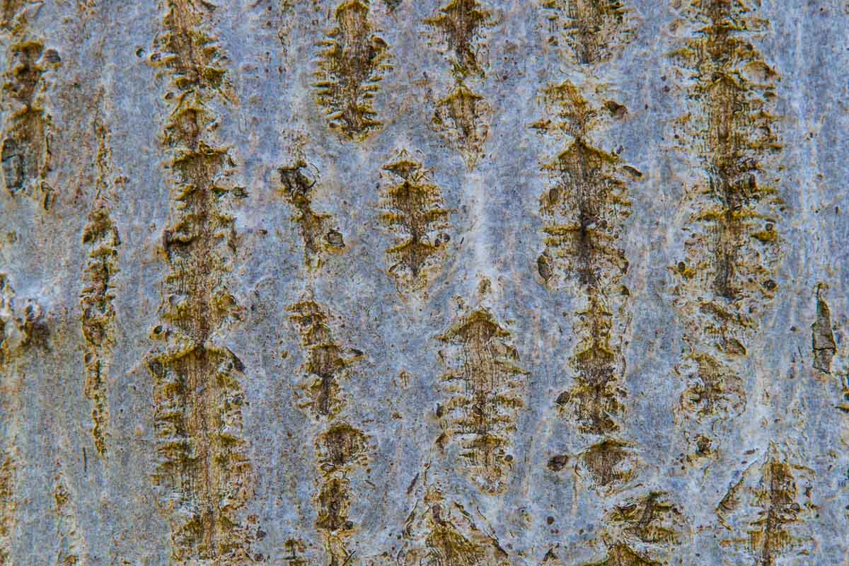 Walnut Bark, Trinity College Gardens