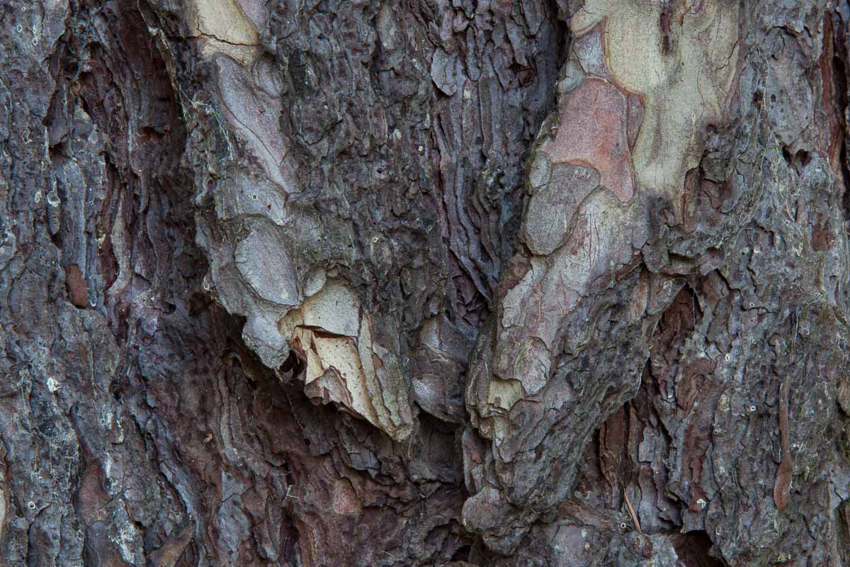 Trinity College Gardens - Back Pine Bark Detail